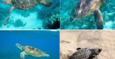 Project protect turtle