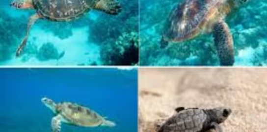 Project protect turtle